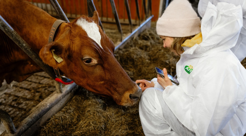 MAIDON­TUOTANNON LAATU­OHJELMA
