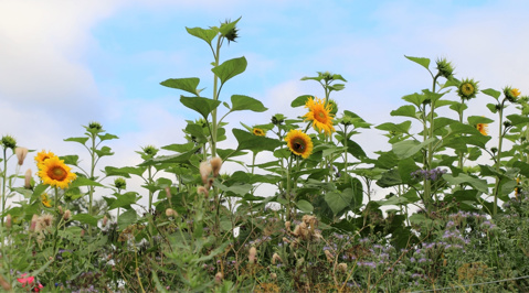 NÄIN MITTAA­MME TILAN HIILI­JALANJÄLJEN